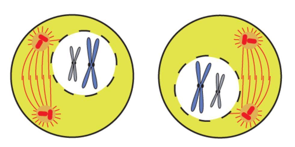 If you remember Mitosis, Meiosis ll is a piece of cake.
