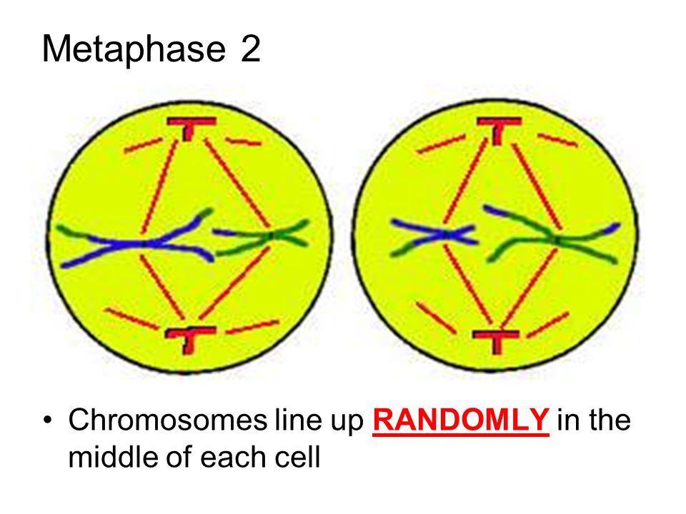 Meiosis ll Metaphase Il The second stage of Meiosis ll The spindles draw the chromosomes