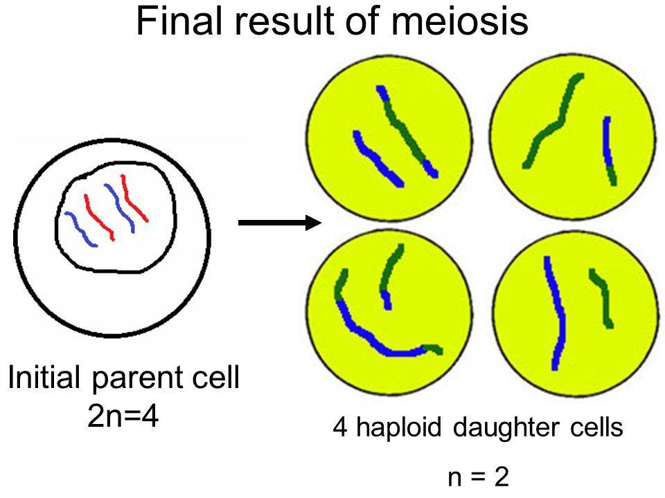 Meiosis II Telophase II Chromosomes reach opposite poles.