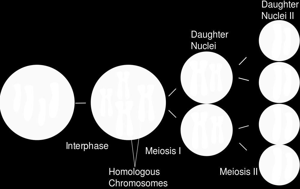 Mitosis in somatic cells results in cells exactly the same as the parent cell.