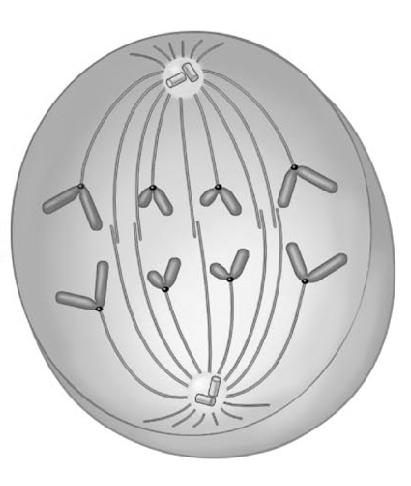 Anaphase Sister chromatids are pulled apart by spindle
