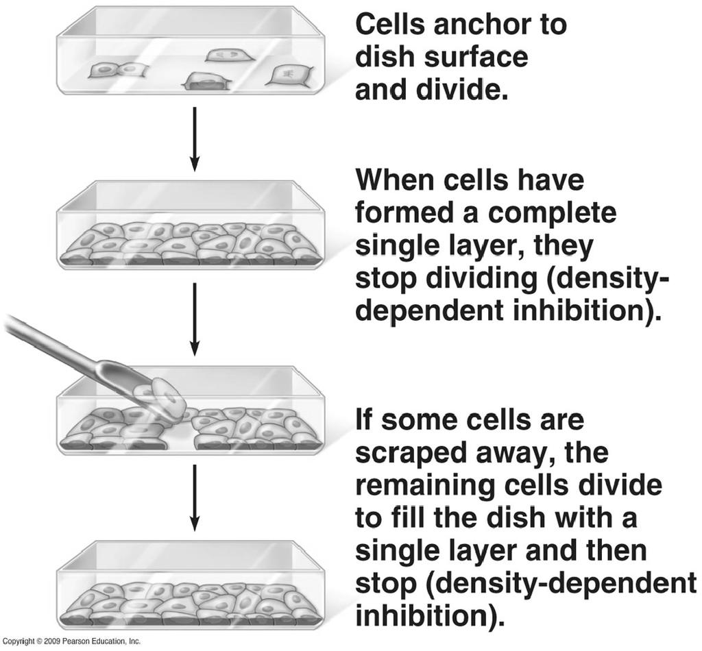 Physical factors Density-dependent inhibition a condition where crowded cells stop