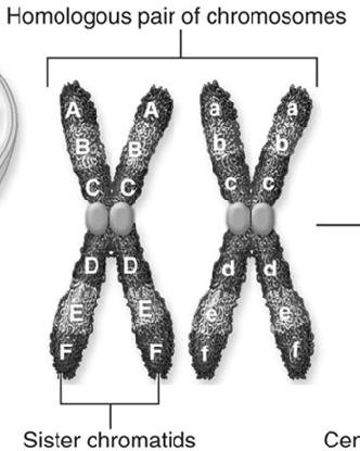 Homologous chromosomes The matching