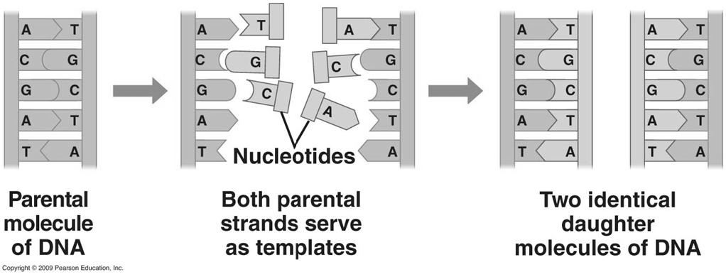 Two steps Before cells can divide, DNA needs to replicate DNA strands separate