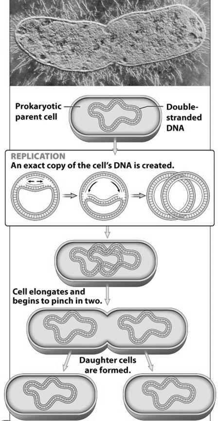 Cell division in prokaryotes Called binary fission 1 st DNA replicates 2 nd the original cell (the parent cell) pinches itself in two new cells