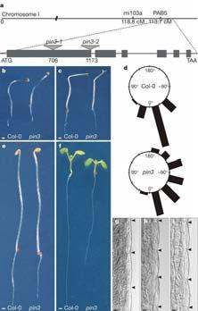 Light Gravity - inhib + NPA - inhib + NPA Inhib Evidence auxin transport is critical for phototropism Genetic evidence: Mutants of auxin transport respond poorly to light and to gravity Figure 1
