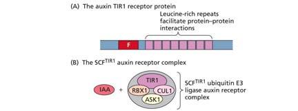 19-31 Many SAUR (small auxin upregulated RNA) are transcription factors Auxin induces