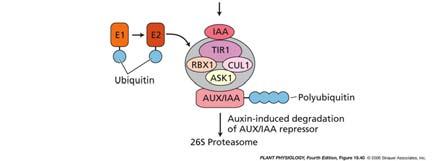 min after adding auxin include transcription factors have roles in intercellular