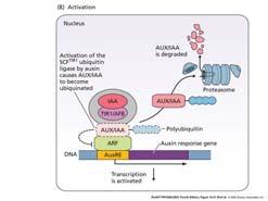 Auxin activates TIR1 (F-box protein) TIR1 complex targets the degradation of IAA repressor