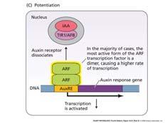 After Model for auxin binding to TIR auxin receptor Removal of repressor protein by