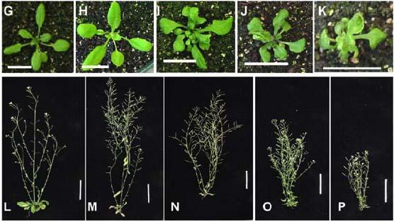 E.g. Root & Hypocotyl growth, ARF2, 7, 8, 19 Tropism, ARF 2, 7, 19 Embryogenesis, ARF5 flower 2.