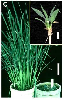 Rice GA receptor gid1-1 mutant is stunted Interpret results (b)