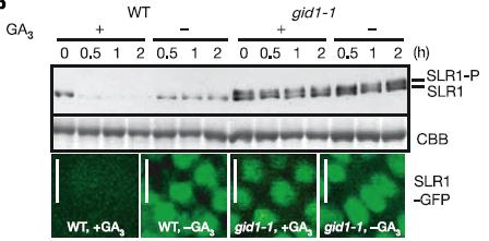 c) 3H-GA Binding is reduced with nonradio-labeled GA d) Binding is