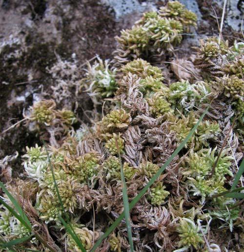 Chapter 4-3: Adaptive Strategies: Phenology, A Sphagnum Case Study 4-3-3
