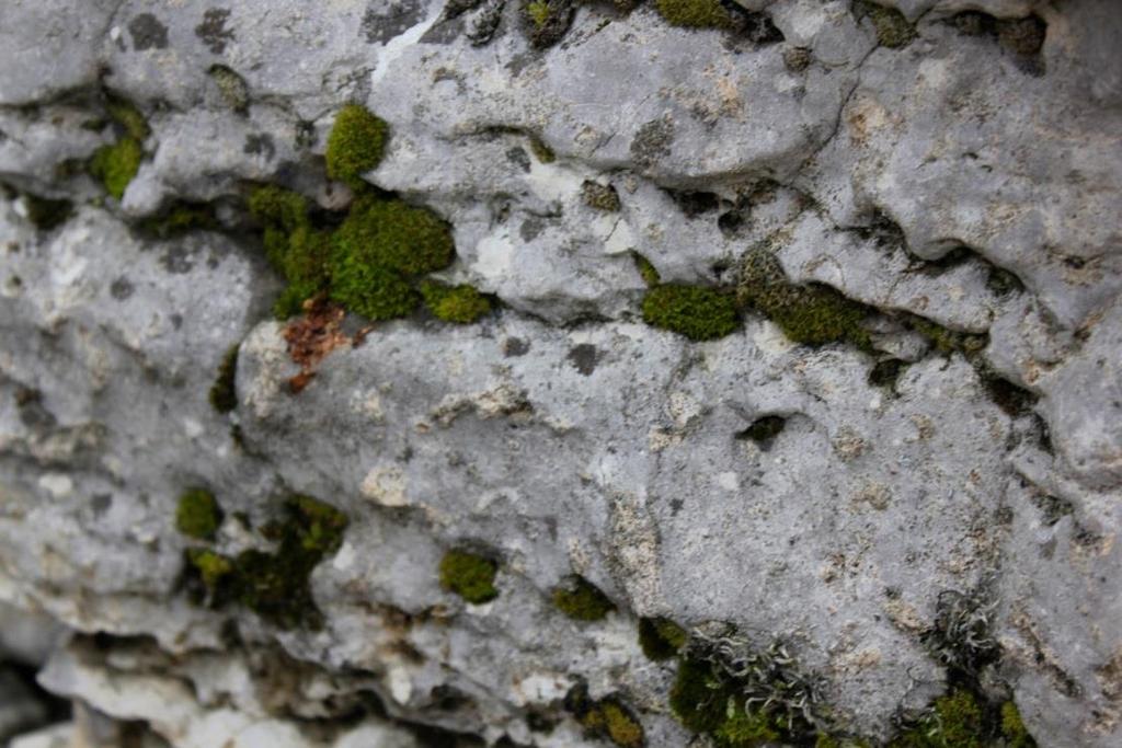 Some plants give off acids that also dissolve minerals in rock.