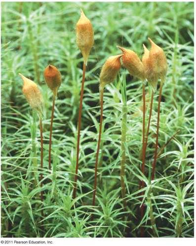 Bryophytes Nonvascular land plants Mosses, liverworts and hornworts Gametophyte