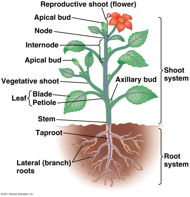 Hierarchy of Plant Organization Systems -