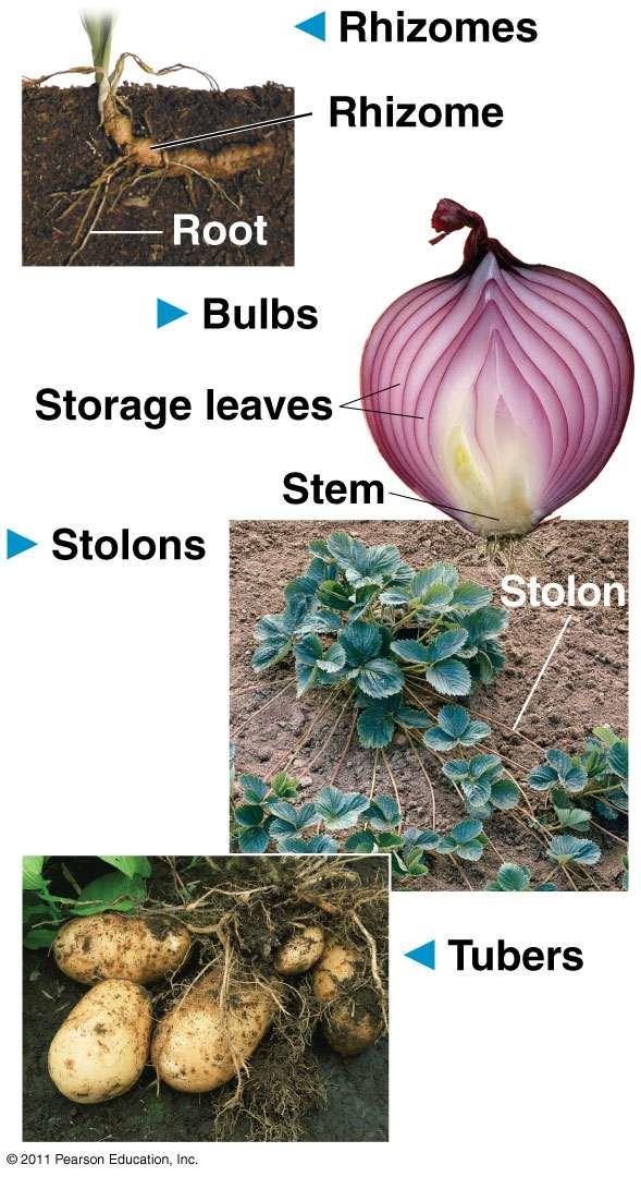 Stem Adaptations Some plants have stems with additional functions, such as