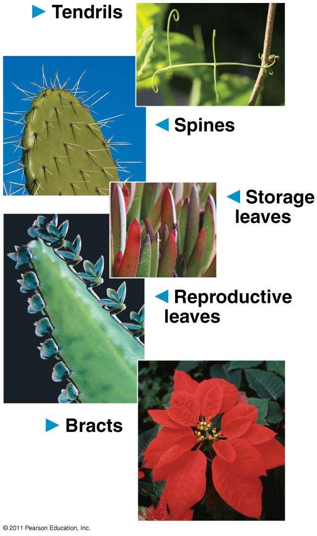 Leaf Adaptations Some plant species have leaves with adaptations that function