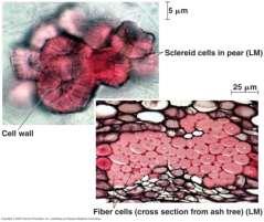 support Sclerenchyma thick cell walls reinforced with