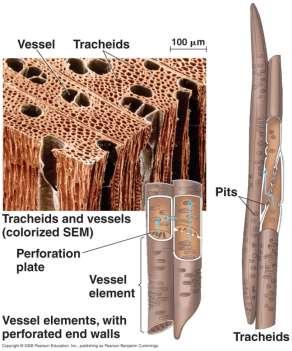 Vascular Tissue Transport System Xylem carries water and