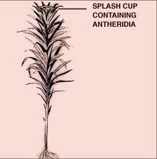 The Antheridium The male gametophyte, the antheridium (top of shoot), is: - dominant - haploid (n) - produces motile