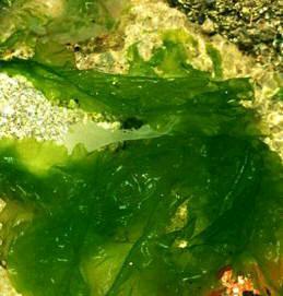 C) Multicellular Green Algae
