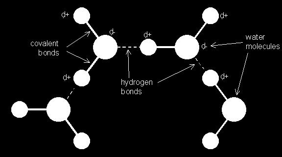 The bonds between the atoms are called covalent bonds, because the atoms share electrons. The hydrogen atoms have one electron each.