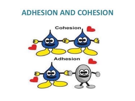 STATION 4 Water has the properties of adhesion and cohesion A single water molecule may be involved in as many as four hydrogen bonds at the same time.