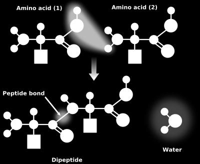 When amino acids are joined by dehydration synthesis (a process that removes water to form a