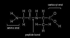 Part B: Describe how the structures of proteins differ from the structures of carbohydrates.