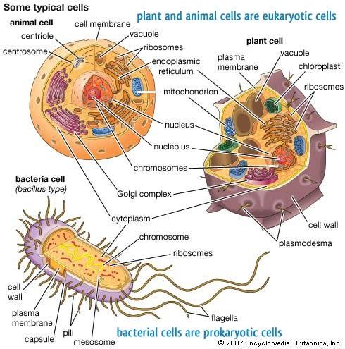 Prokaryotic vs Eukaryotic Prokaryote Lack a nucleus and membrane bound organelles Have cytoplasm, plasma (cell) membrane, a cell wall, DNA and ribosomes Bacteria and Archae Eukaryotes Have membrane