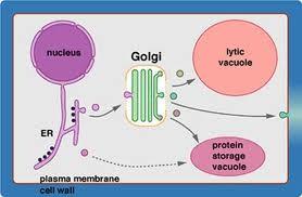 Golgi Apparatus (Body/Complex) Adds a carbohydrate chain on to some proteins and