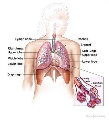 The Human Respiratory System The alveoli increase surface area for gas exchange The membranes of the alveoli are 1 cell thick.