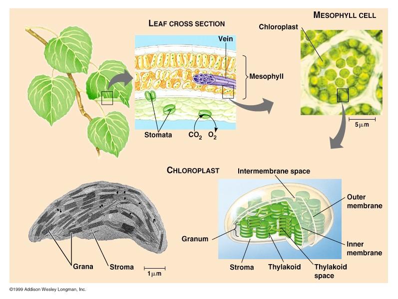 Photosynthesis Is the process whereby organisms convert light energy into