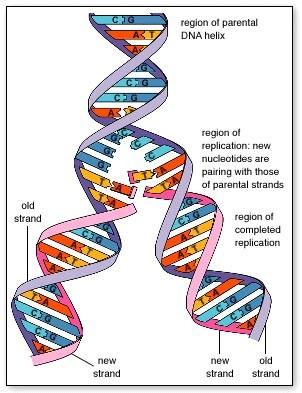 DNA Replication This is key for DNA replication. DNA (a double stranded molecule) splits into two halves, and each half serves as a template or pattern to build the new half.