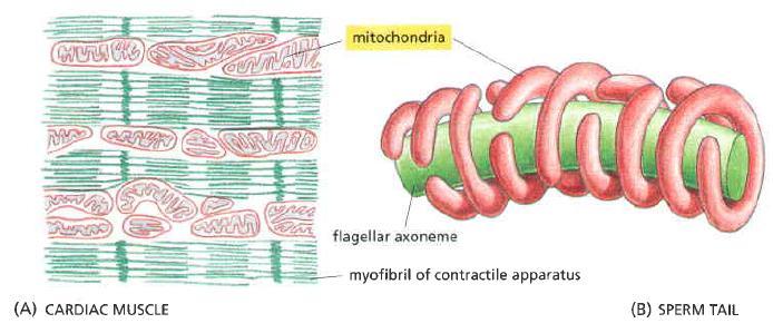 In some cells Mitochondria mitochondria forms a long moving filaments or chains OR mitochondria remain fixed at the same position (eg in cells where they require excess