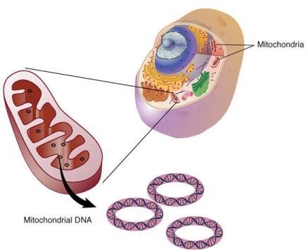 Mitochondial Genome The