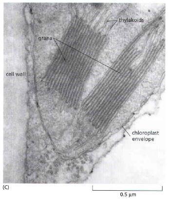 micrographs of chloroplast.
