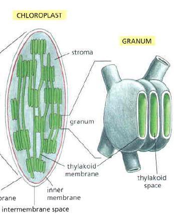 Structure of Chloroplast 3- Stroma: the fluid-filled space innermost membrane contains