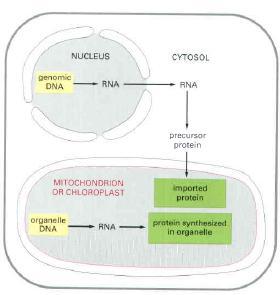 Proteins in Mitochondria and Chloroplasts They import proteins from cytosol after they are synthesized on cytosolic ribosomes.