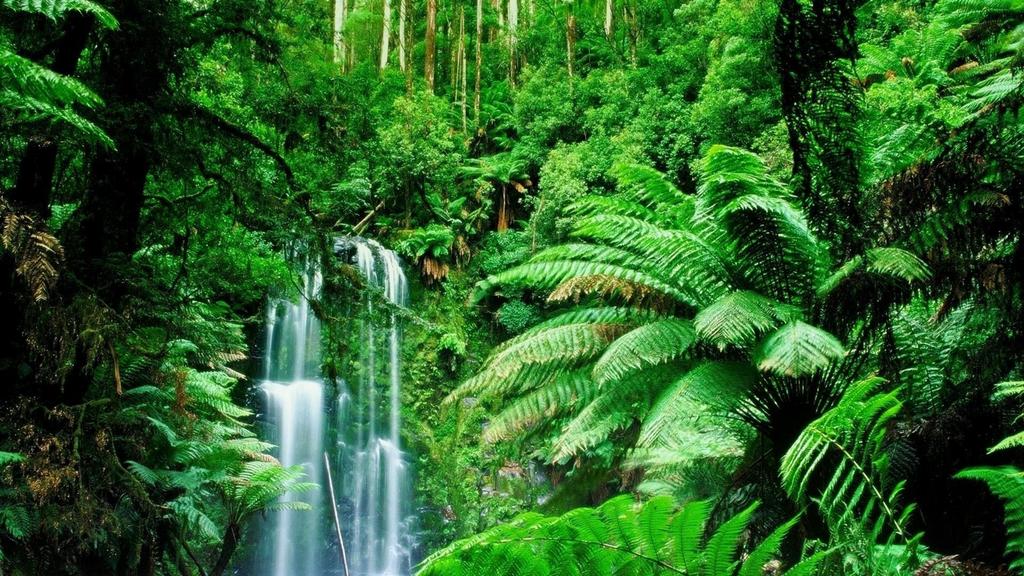 1 WHAT IS A RAINFOREST? There is a place that is near the equator. The rainforest! The rainforest is really humid.humid means it is very muggy. It also rains a lot in the rainforest.