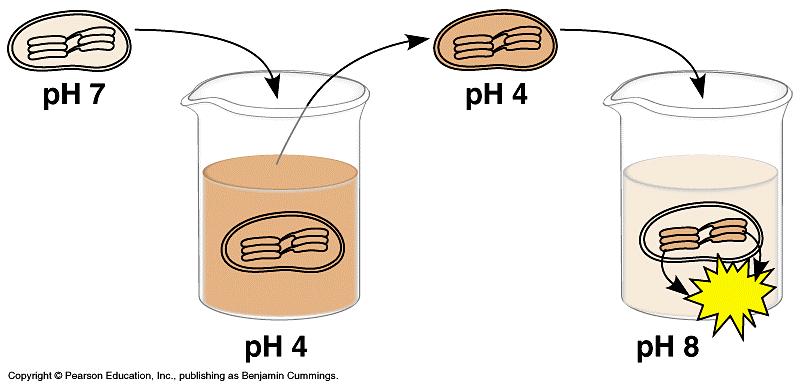 8. The diagram below represents an experiment with isolated chloroplasts. The chloroplasts were first made acidic by soaking them in a solution at ph 4.