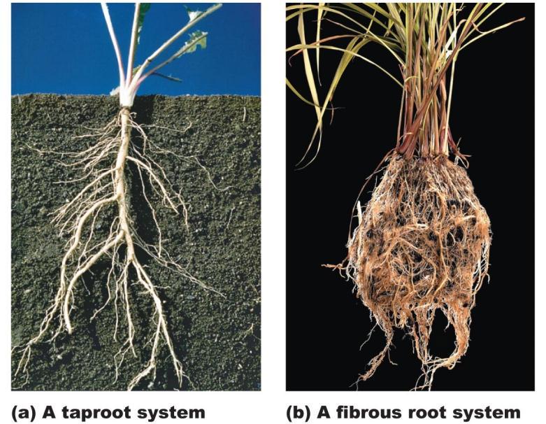 - aerial Taproots