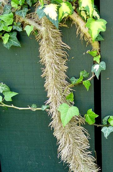 Ivies (English ivy, Virginia creeper) - Aerial
