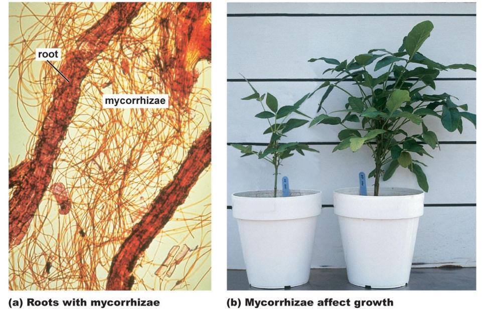 Mycorrhizae: A Root Fungus
