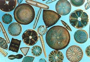 When diatoms die, they slowly sink to the seabed.