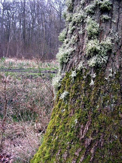 Lichens on tree!! Mutualism!