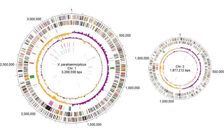 180 Algorithms in Bioinf. I, WS 03/4, Uni Tübingen, Daniel Huson, WS 2003/4 10.14 Phylogeny based on gene order Whole genome of vibrio parahaemolyticus (prokaryote) source: http://genome.