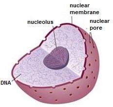 Nucleus Not in Prokaryotes All Eukaryotes Nuclear membrane with nuclear pores
